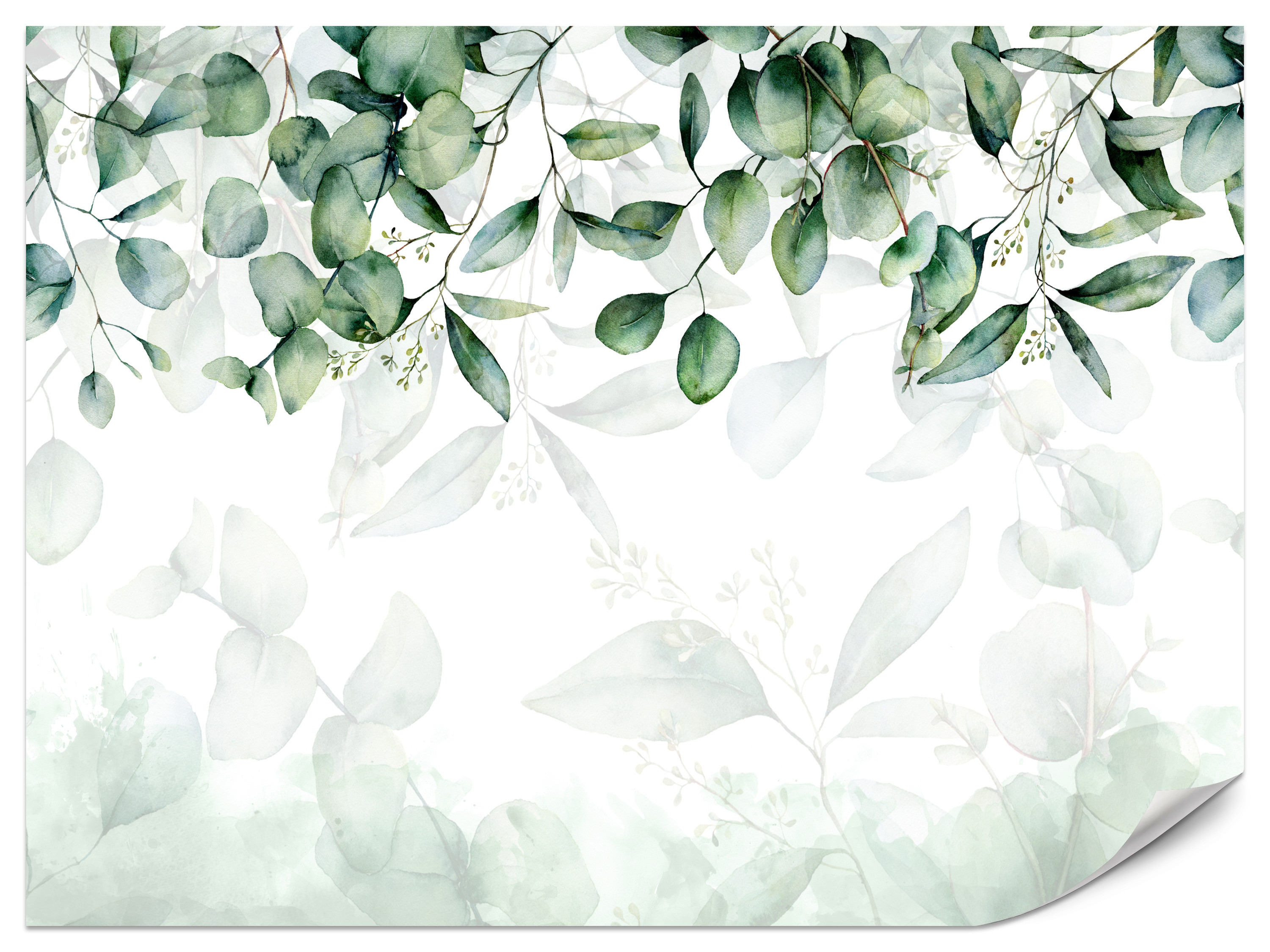Fototapeta Drobne liście eukaliptusa 100x70cm