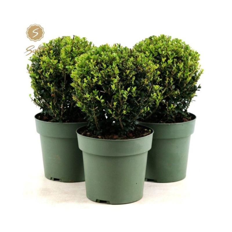 Ilex boule Crenata Jenny en pot