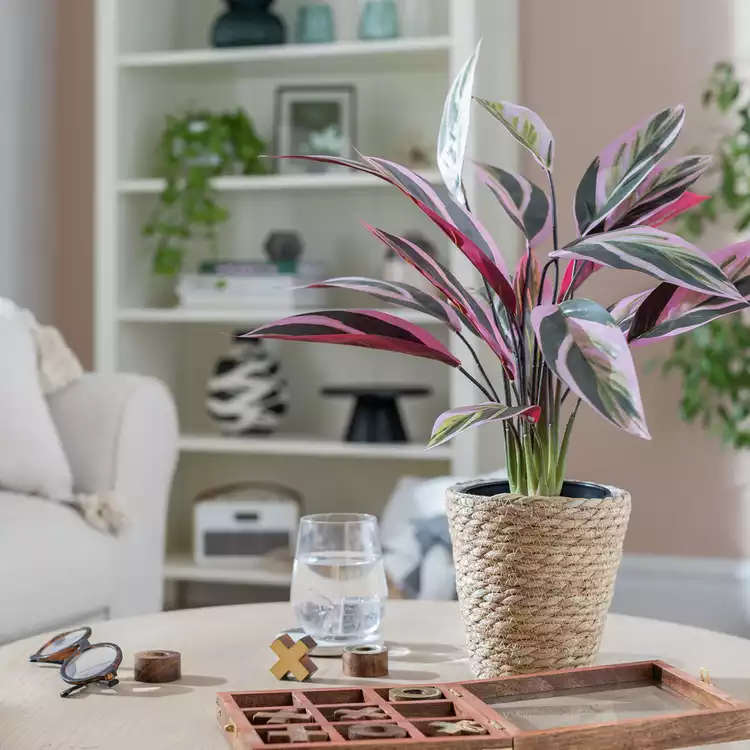 Habitat Artificial Tricolour Large Stromanthe Plant - 48cm