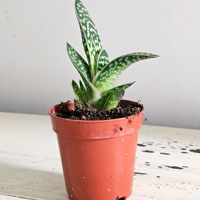 Gasteria