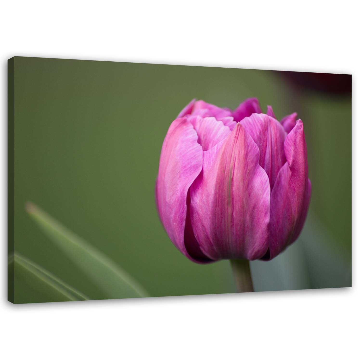 Feeby Obraz na płótnie Fioletowy kwiat tulipana 60x40
