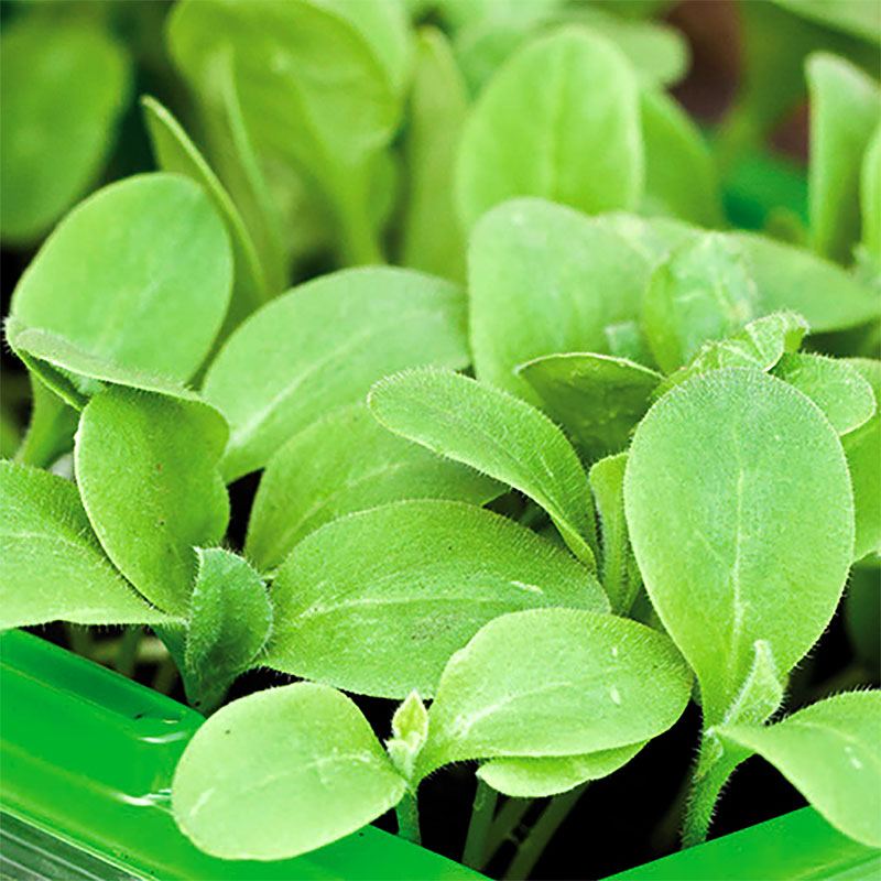 Micro leaf, Gurkört