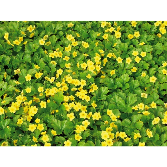Teppich-Golderdbeere, Waldsteinia ternata, Blattfarbe: grün, Blüte: gelb
