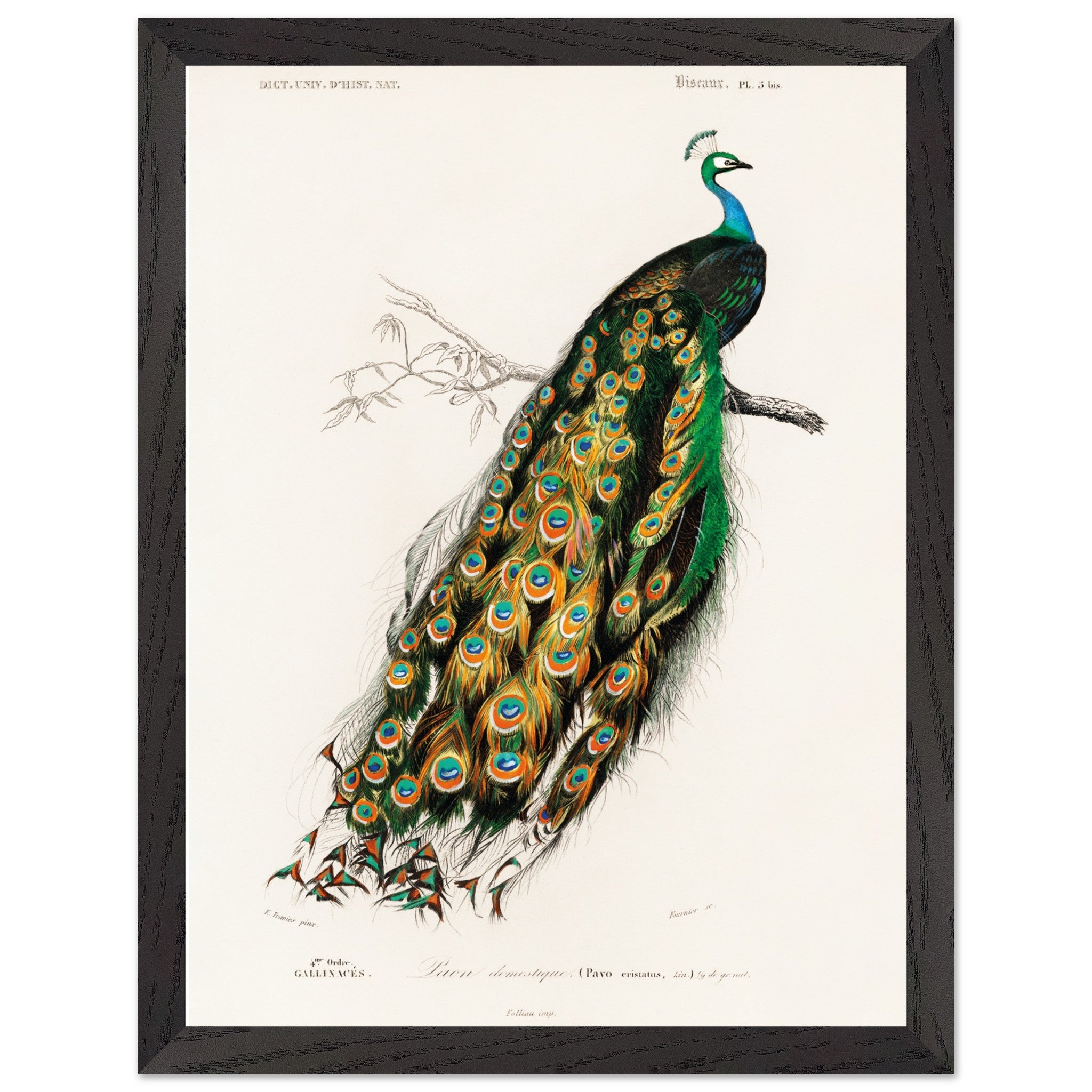 Artfulprints Poster met Lijst Charles Dessalines d'Orbigny - Indian peafowl (pavo cristatus)  - 30x40 cm - Groen