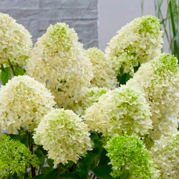 Pflanze, Rispenhortensie »Skyfall«, Blüten weiß, 1 Stück