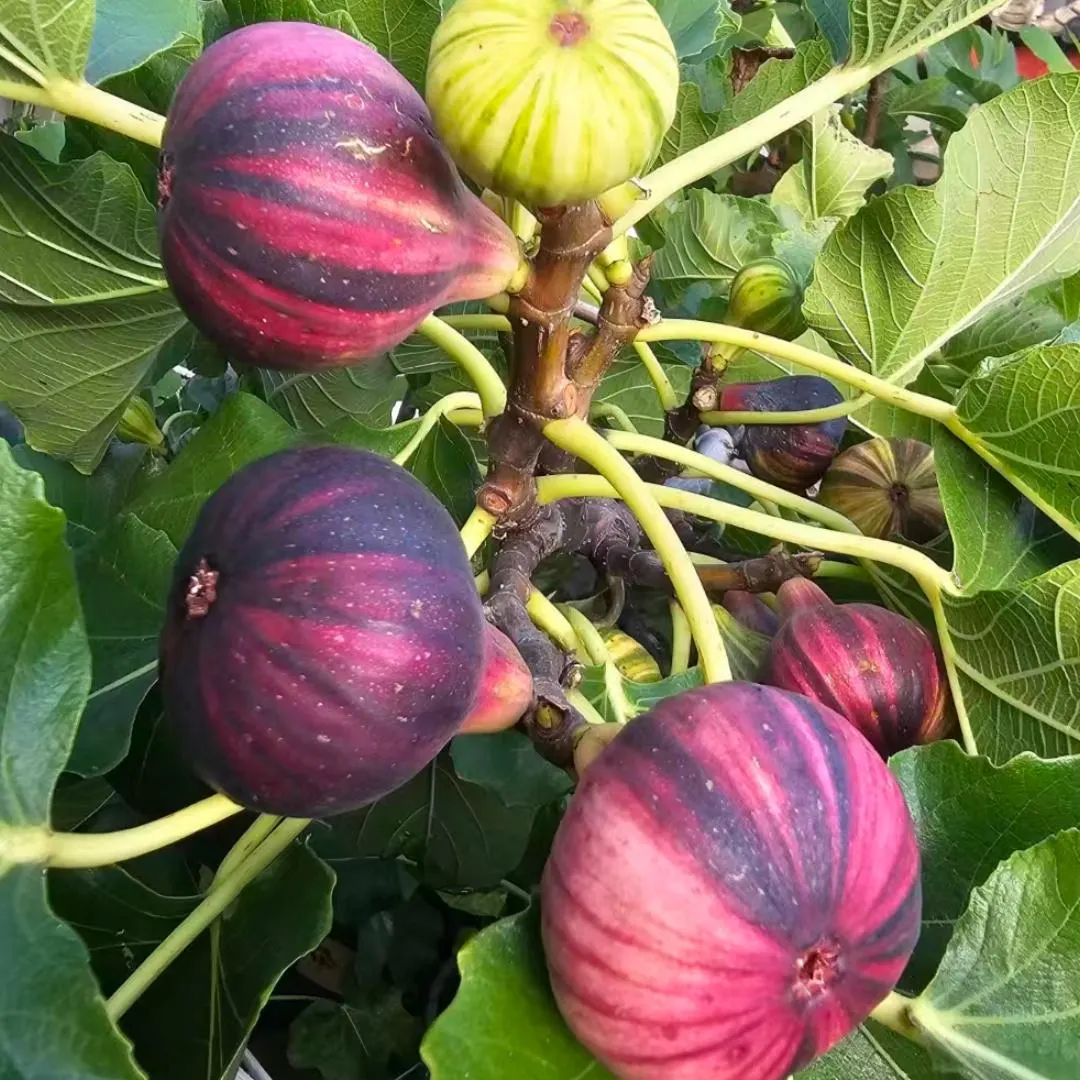 Rare Bordissot Negra Rimada BNR Fig Tree - Premium Grafted Bare Root Plant - Stunning Striped Specialty Fig for Home Orchard