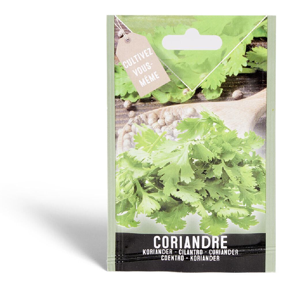 Semence coriandre 1g