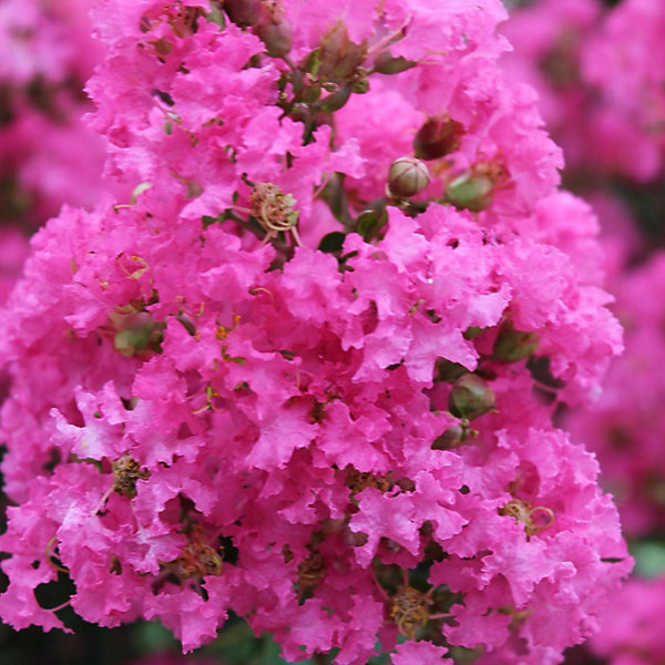 Arbres et plantes - LAGERSTROEMIABergerac - Pot 3 L - 300cm - Rose et violet - Extérieur
