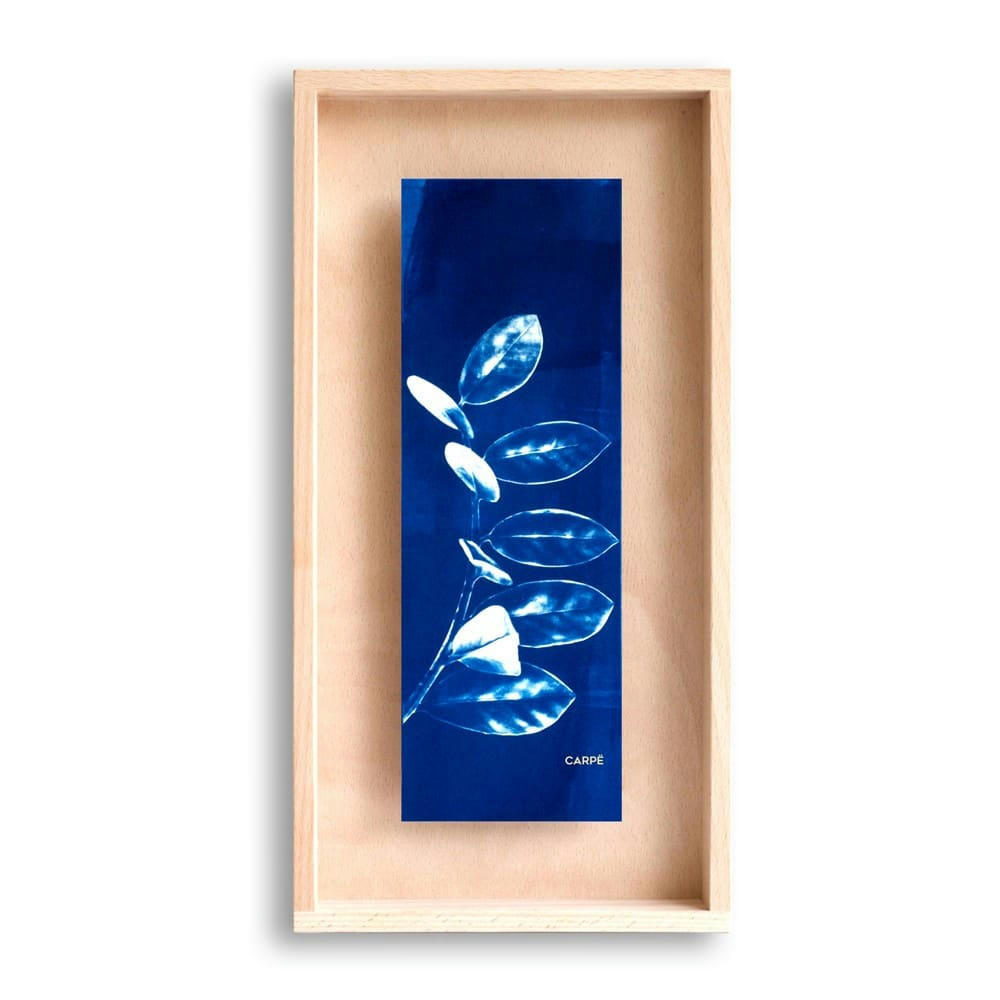 CARPË - Cadre en bois cyanotype plante 40x20cm