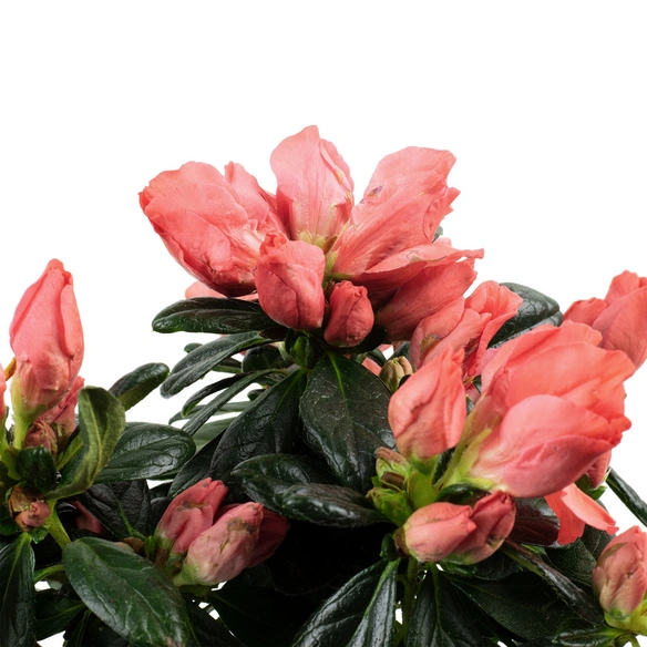 Azalee, Rhododendron simsii, rot, Höhe: 40 - 60 cm