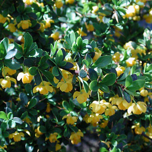 2 x épine-vinette verruqueuse - Berberis verruculosa- 25-30 cm pot