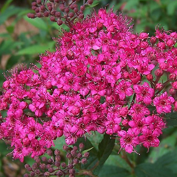 2 x Spirée Japonaise 'Antony Waterer' - Spiraea japonica 'Anthony Waterer'- 20-25 cm pot