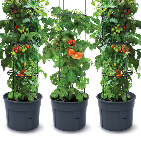 Zestaw 3X Doniczka Do Uprawy Pomidorów Tomato Grower 153 Cm Antracyt