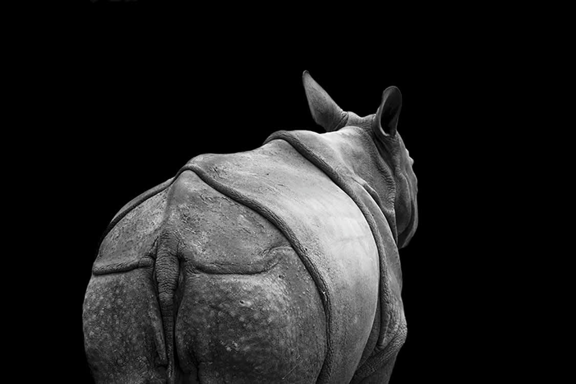 DÉPART DU JEUNE RHINOCÉROS - Photographie d'art de Guillaume Mordacq  60x90 cm sur plexi