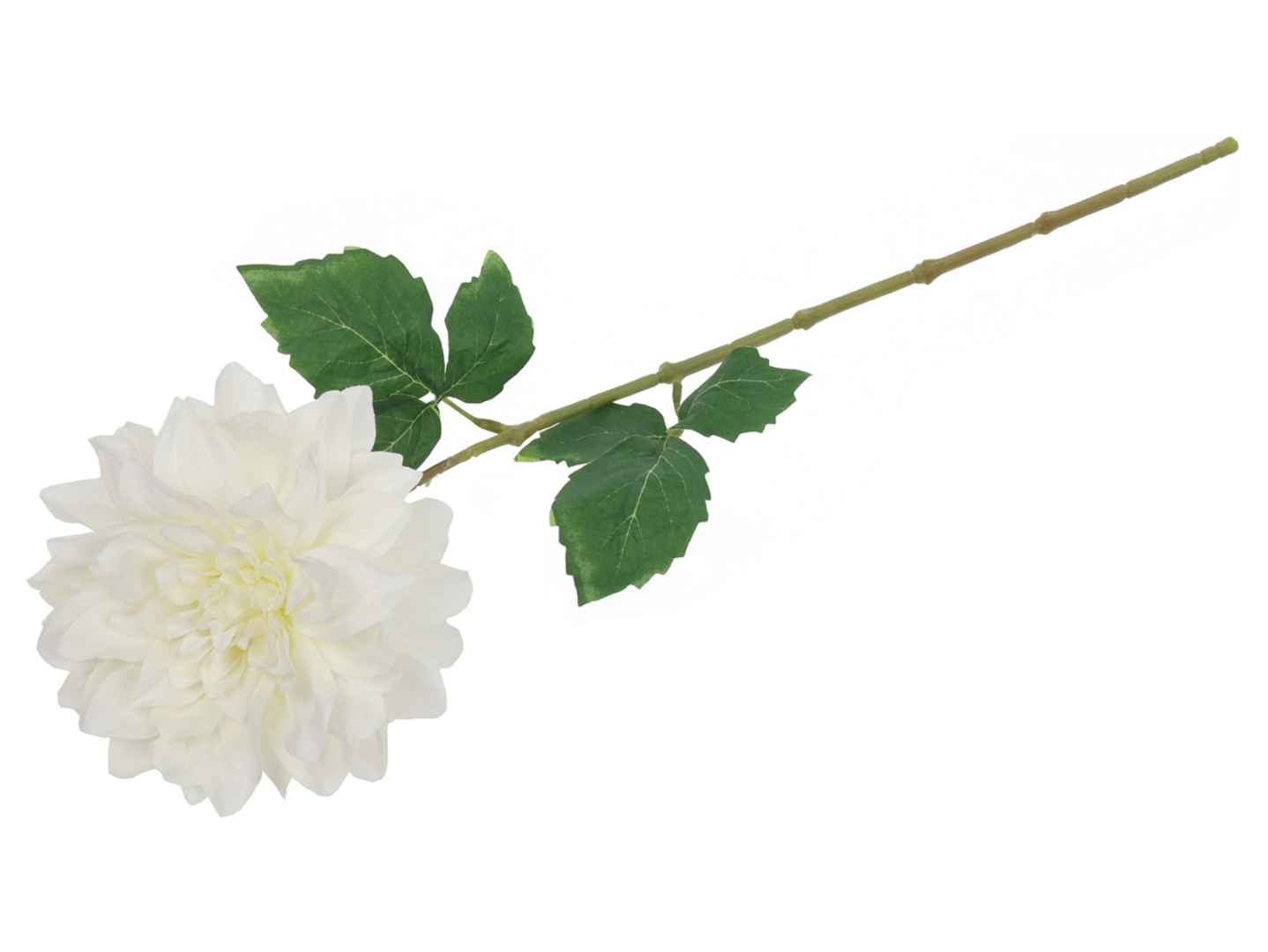 Dalia pojedyncza 65 cm biała