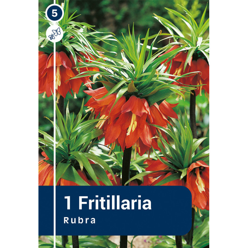 Bulbes de Fritillaria Rubra