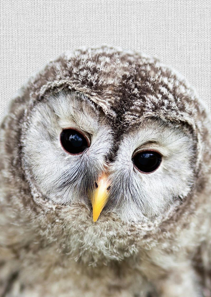 ANIMAL FUN - Tableau métal chouette 32x45