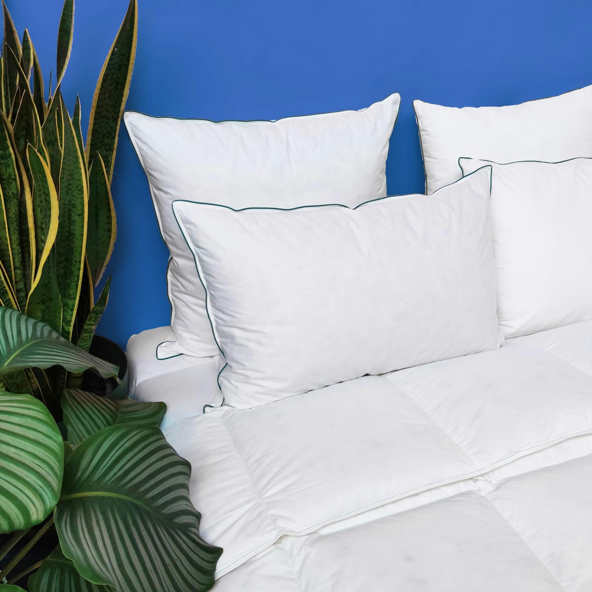 LUPIN - Oreiller MEDIUM 40% Duvet - coton Bio  65x65 cm - Wake Me Green