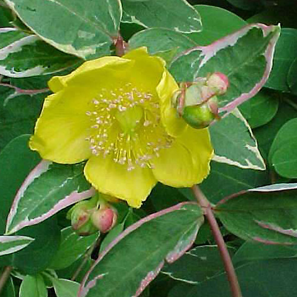 2 x Millepertuis moserianum 'Tricolor' - Hypericum moserianum 'Tricolor'- 25-30 cm pot