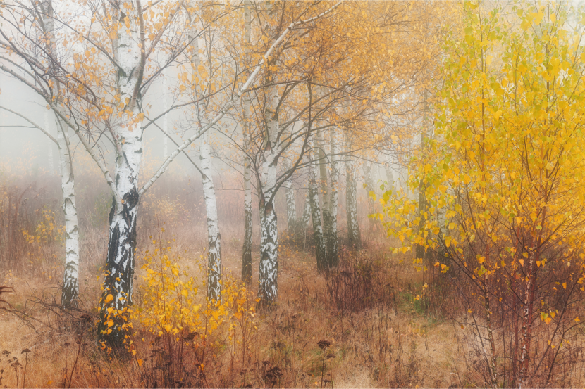 Fototapeta LAS Brzozowy We Mgle Natura 3D 90x60cm