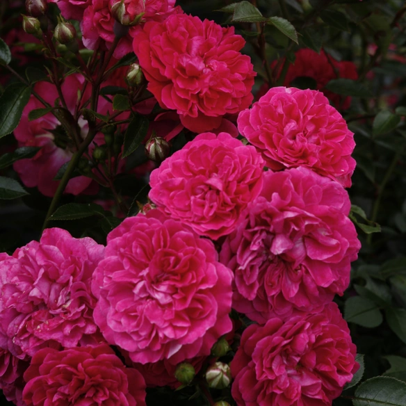 Zwergrose, Rosa »Roxy®«, Blüten: violett