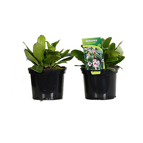 6 x Bergenia 'Silberlicht - Bergenia 'Silberlicht'- godet 9cm x 9cm