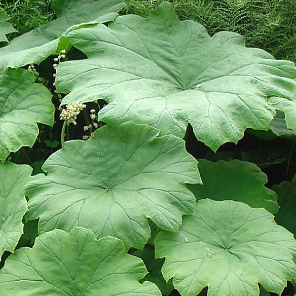 6 x Astilboides tabularis - godet 9cm x 9cm