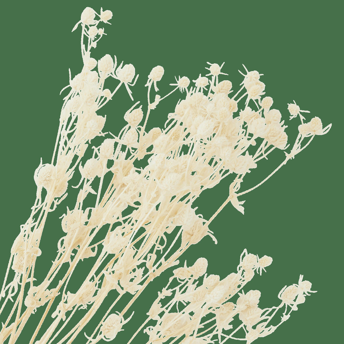- Fleurs séchées blanc cassé H50cm