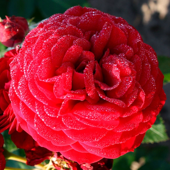 Beetrose, Rosa »Bordeaux®«, Blüte: rot, gefüllt