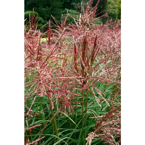 Chinaschilf 'Ferner Osten' Miscanthus sinensis »Ferner Osten«