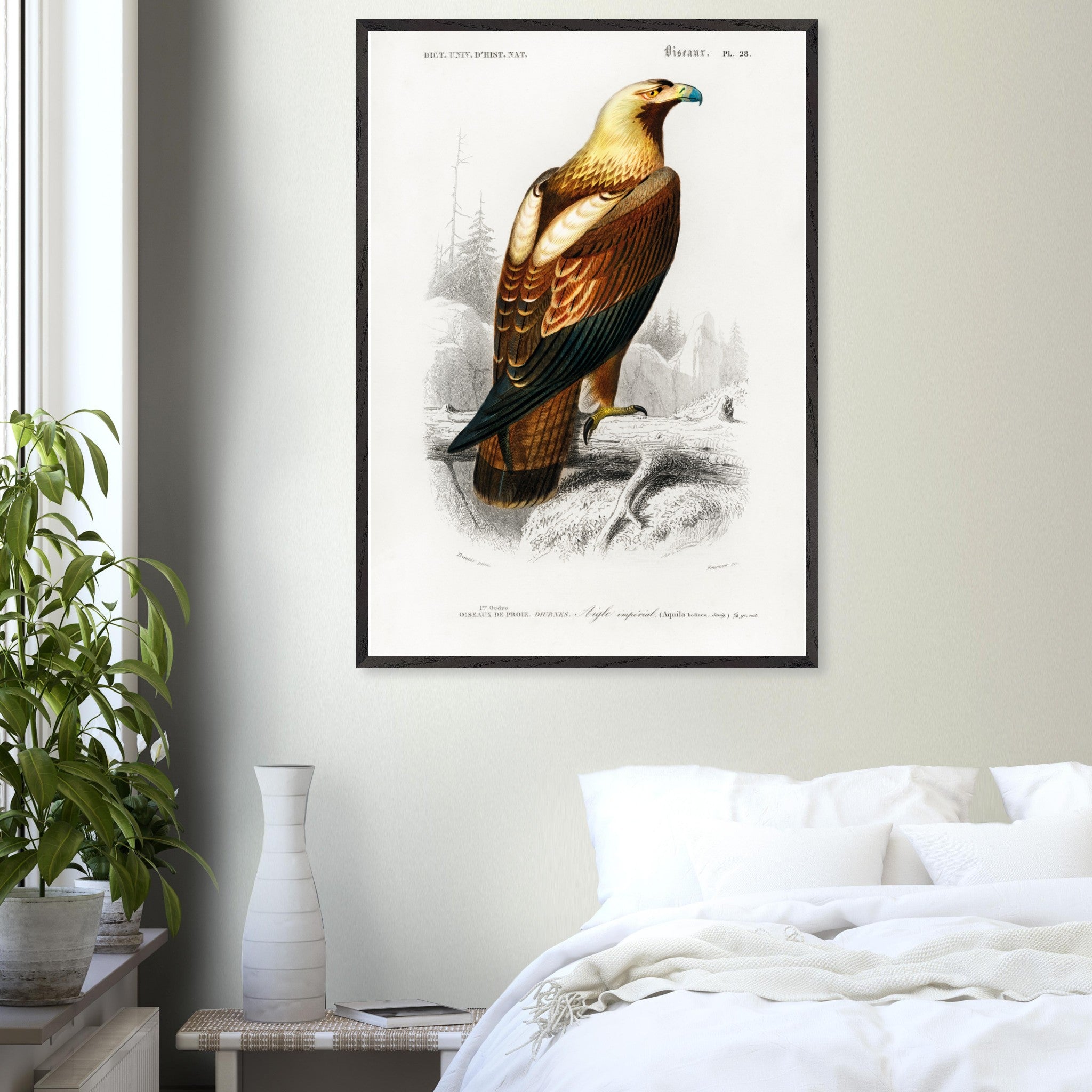 Artfulprints Poster Charles Dessalines d'Orbigny - Eastern imperial eagle (aquila heliaca)  - 70x100 cm - Bruin