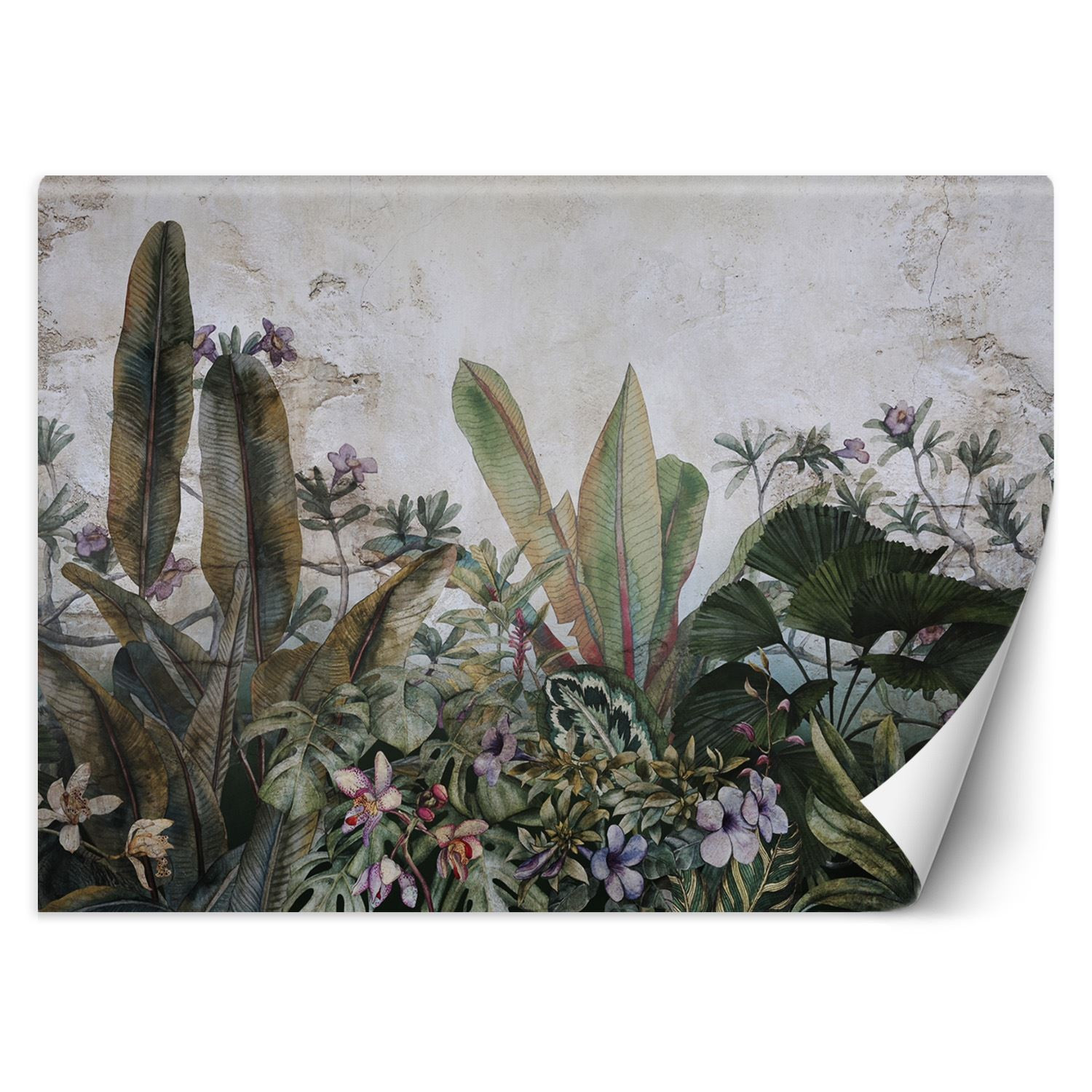 Feeby Fototapeta, Liście monstera betonowa sciana 150x105