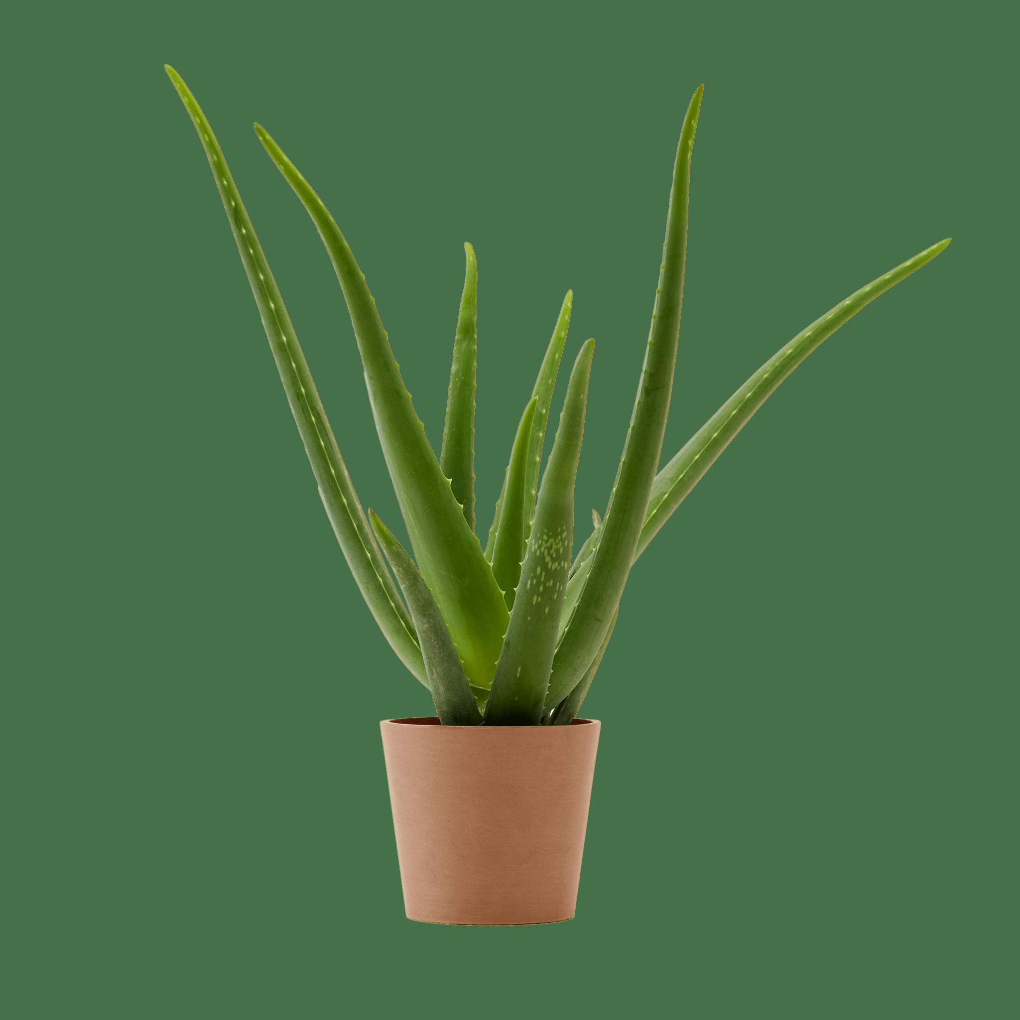 - Plante d'intérieur - Aloe Vera de 25 cm en pot terra
