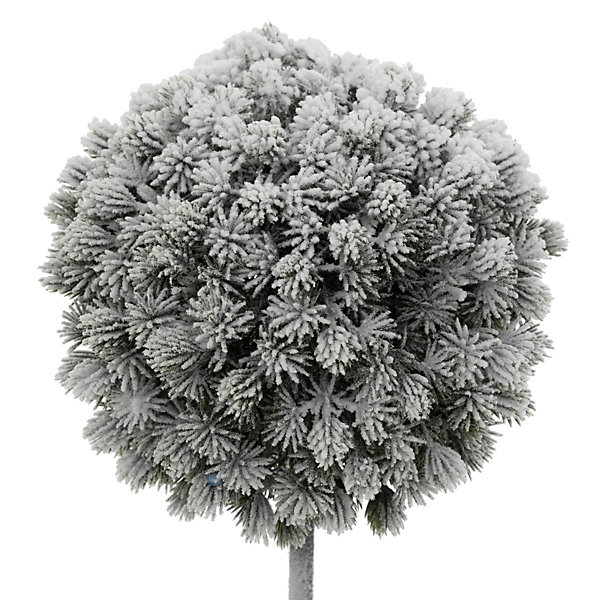 Buis enneige h35 - feeric lights &christmas