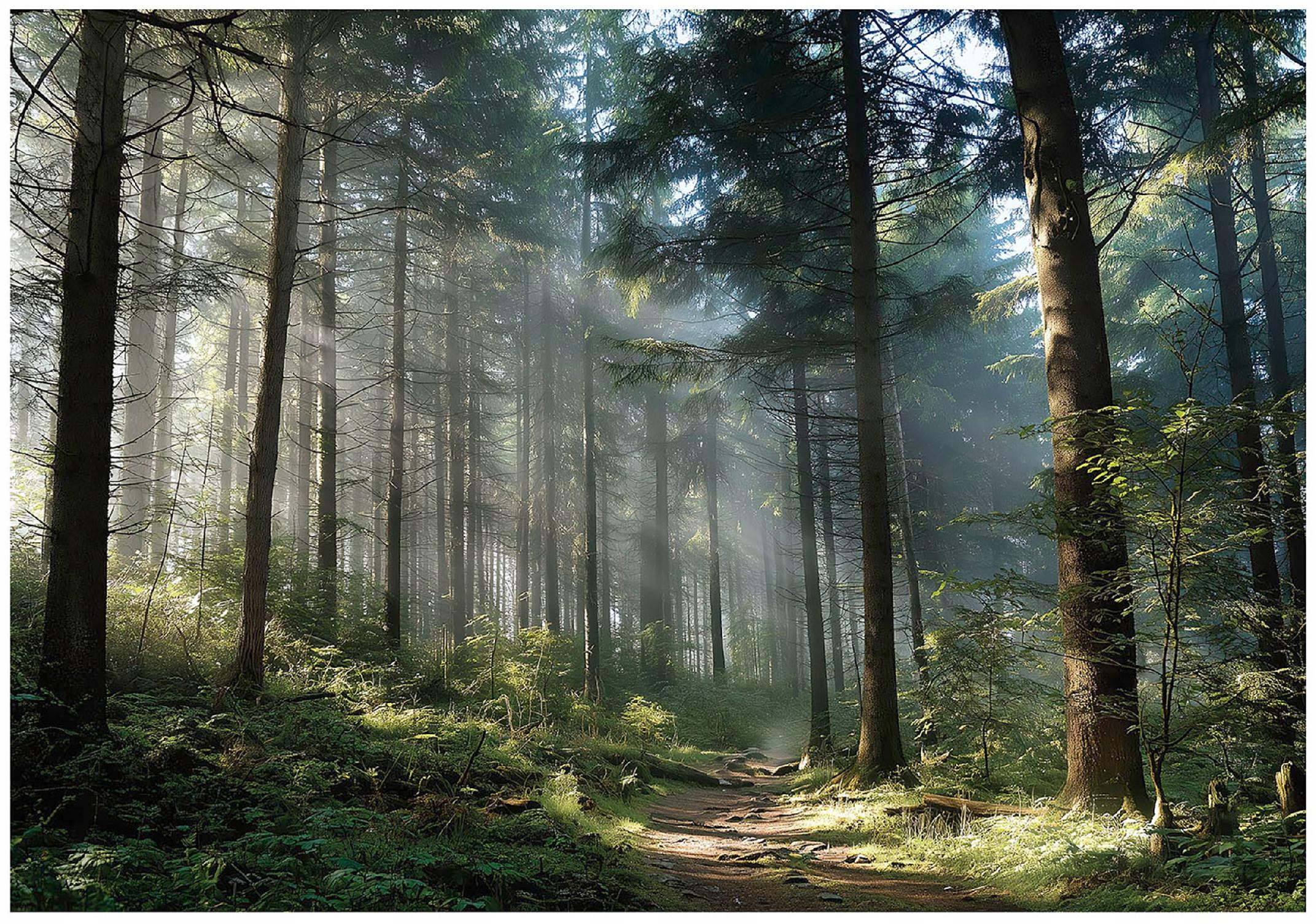 Fototapeta Las 3D Drzewa Natura Krajobraz Na Ścianę Sypialnia Salon 250X175