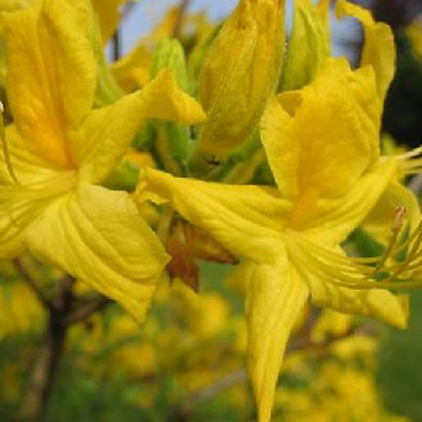 Azalée caduque mollis jaune - Azalea mollis- 60-80 cm pot