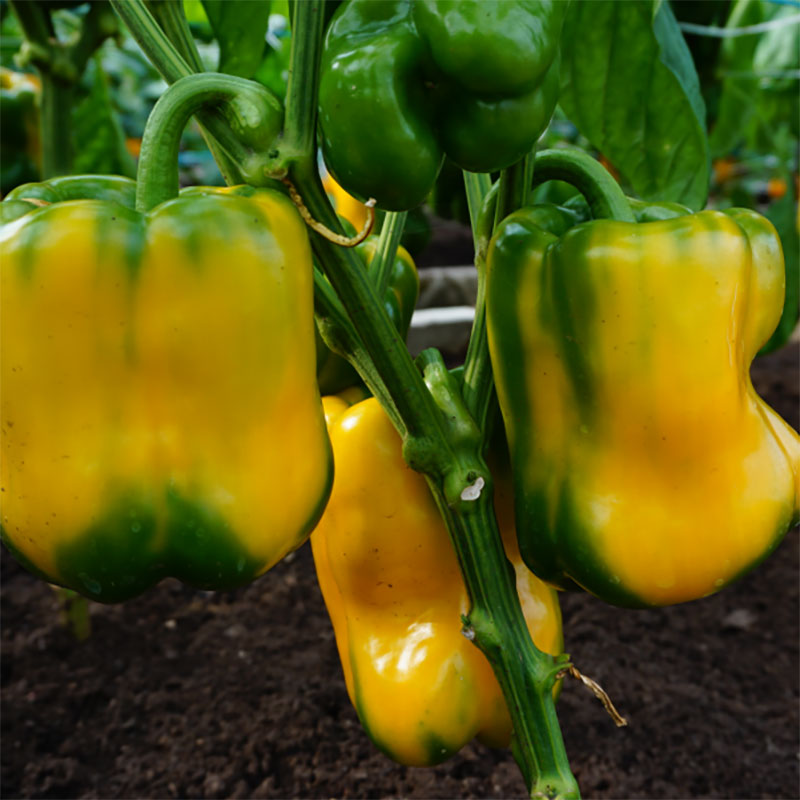 Paprika 'Kromo' H
