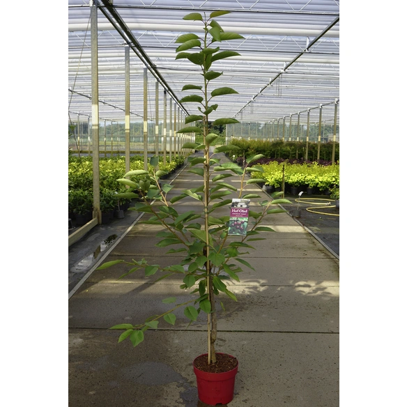 Süßkirsche, Prunus avium »Summit«, Früchte: süß