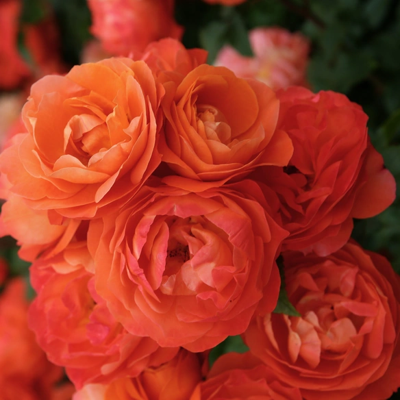Beetrose, Rosa »Phoenix®«, Blüte: orange, gefüllt