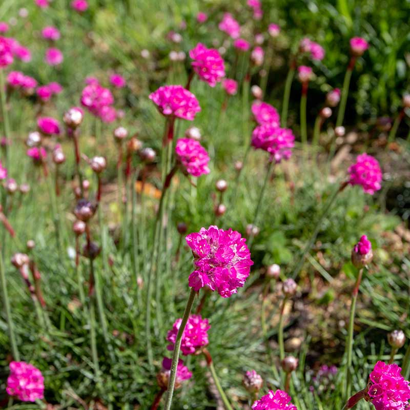 Strandtrift 'Pink Sea'