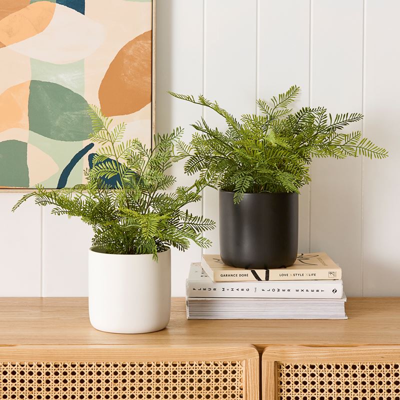 Milton Green/Black Potted Fern
