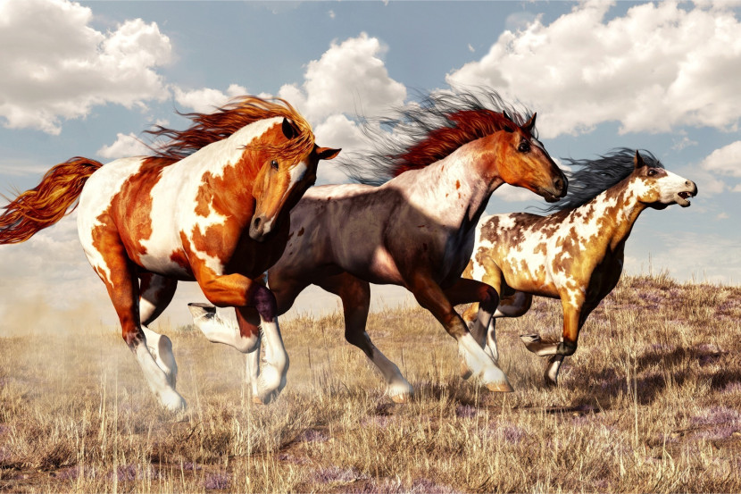 Fototapeta Dziki Zachód KONIE W Galopie 3D 90x60cm