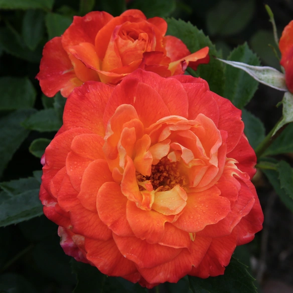 Edelrose, Rosa »Feurio®«, Blüte: orange, gefüllt
