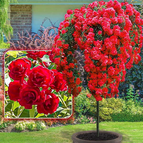 Lot de 6 rosiers sur tige - 120 cm de hauteur - Pour pots et pleine terre - Idéal pour Balcon, terrasse, Petit Jardin