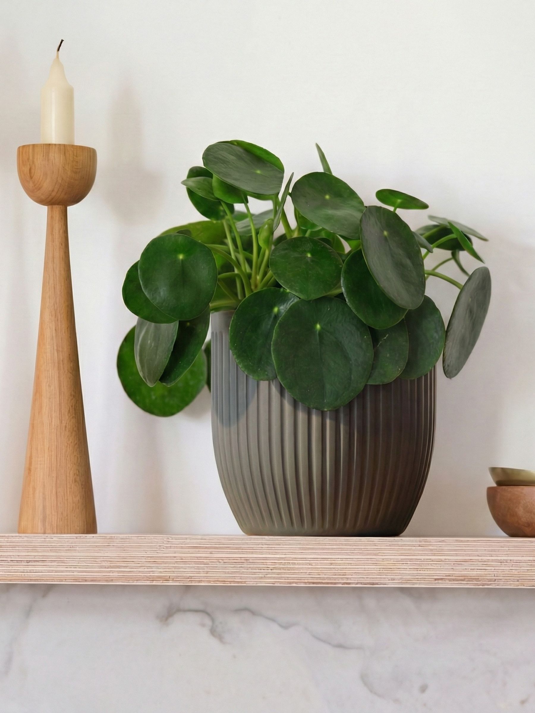 Beards & Daisies Grey Real Money Plant in Ribbed Pot