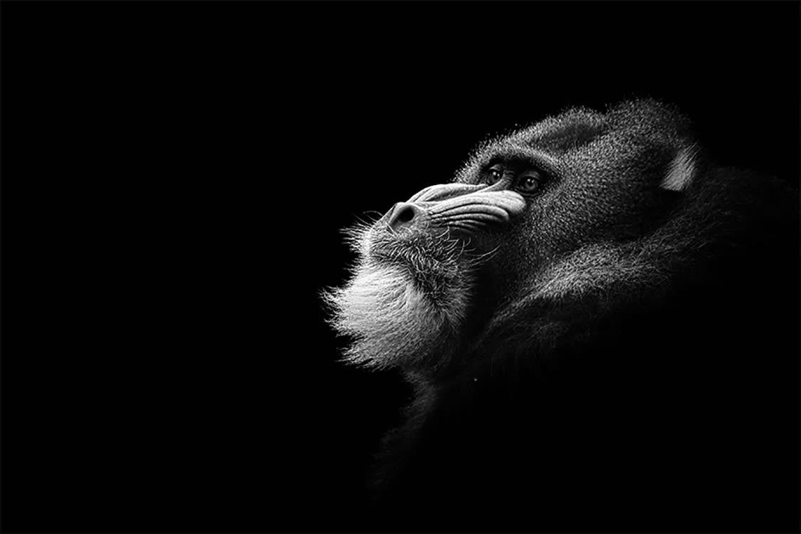 MANDRILL SONGEUR DE SON PASSÉ - Photographie d'art de Guillaume Mordacq  30x45 cm sur plexi
