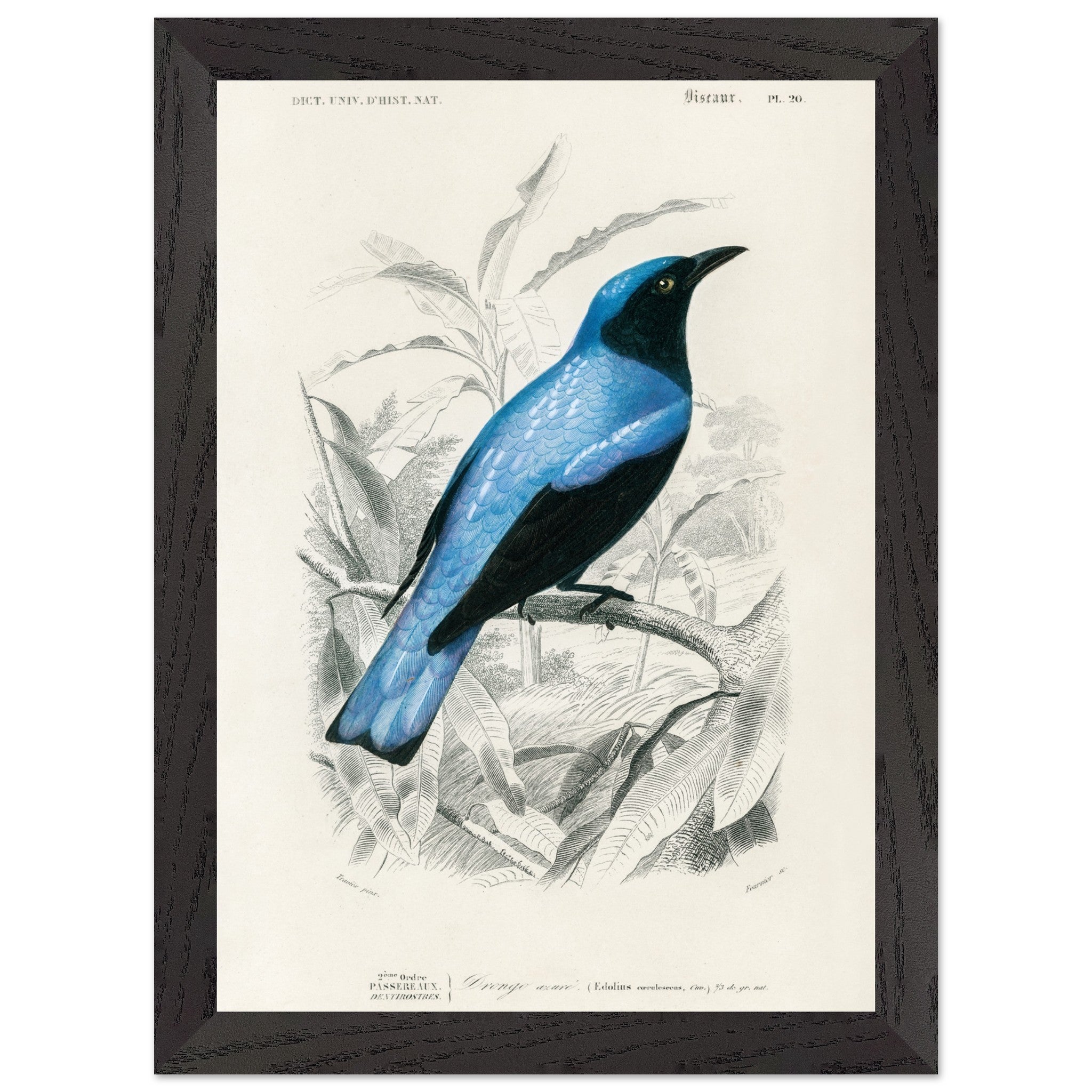 Artfulprints Poster met Lijst Charles Dessalines d'Orbigny - Square-tailed drongo (Edoius caerulescens)  - A4 21x29.7 cm - Blauw