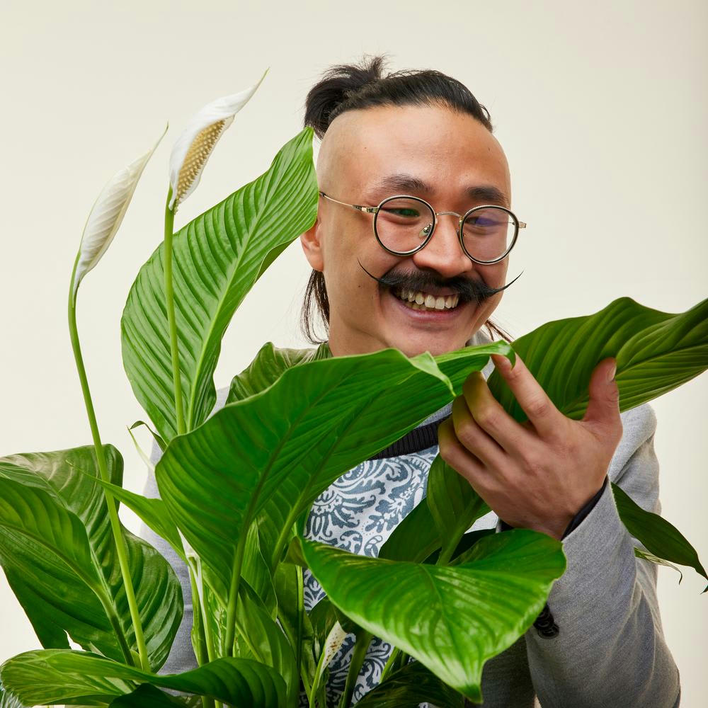 - Plante d'intérieur - Spathiphyllum 100 cm en pot terra