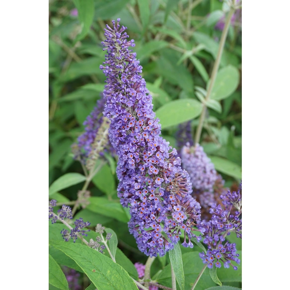 Sommerflieder, Buddleja davidii, Ellens Blue