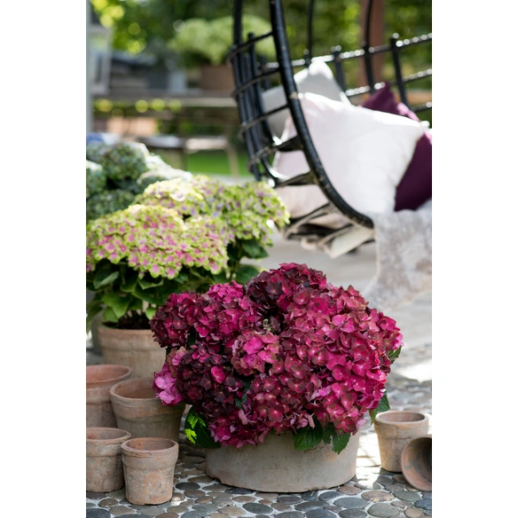 Ballhortensie Hydrangea macrophylla »Magical Four Seasons®«,